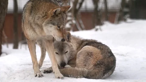 Wolf pair navigates winter forest during heavy snowfall in Arctic conditions Stock Footage 303599878
