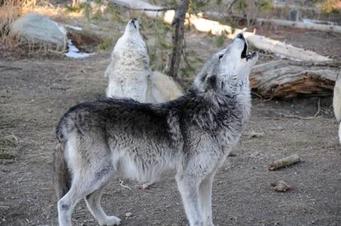 Wolf pair Stock Photos