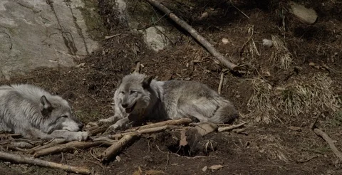 Wolf pair sleeping in woods Stock Footage 106585005