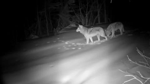 Wolf Pair of Wolves Walking Logging Trail at Night in Minnsota Winter Snow Vídeo Stock 297582279