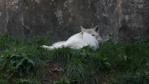 Wolf Pair's Tranquil Moment Stock Footage 293740563