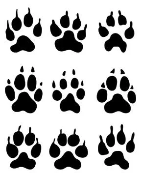 Wolf paw Stock Illustration