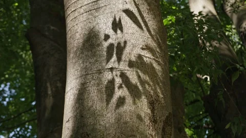 Wolf paw print shadow on a forest tree trunk Stockbeeldmateriaal 348690591