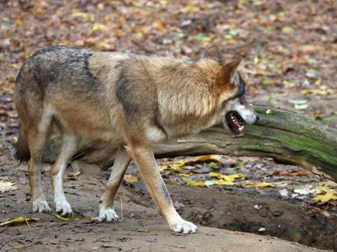 Wolf Stock Photos
