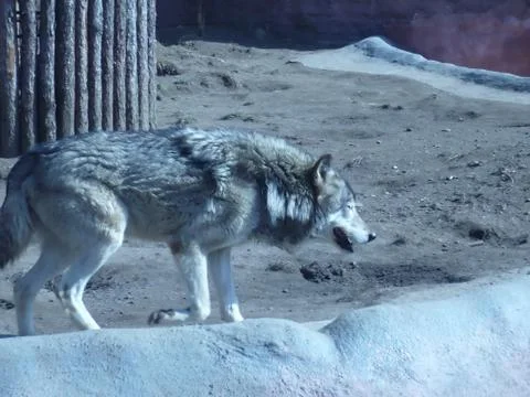 Wolf Stock Photos