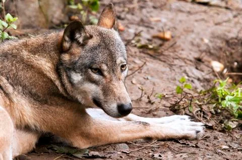 Wolf Stock Photos