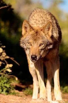 Wolf Stock Photos