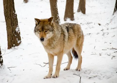Wolf Stock Photos