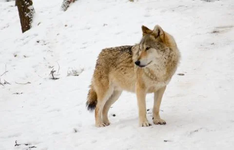 Wolf Stock Photos
