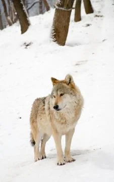 Wolf Stock Photos