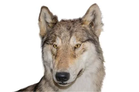 Wolf Stock Photos