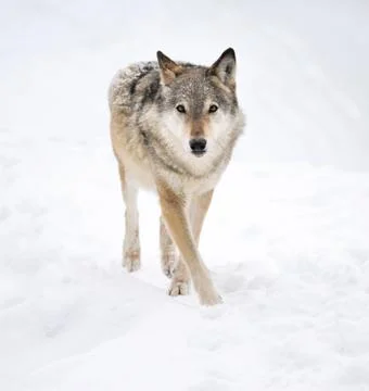 Wolf Foto stock