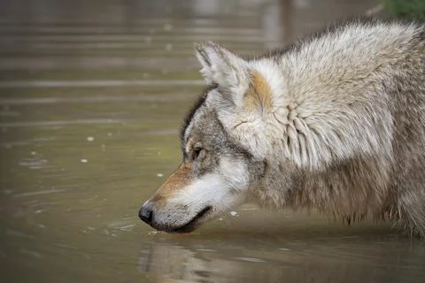 Wolf Stock Photos