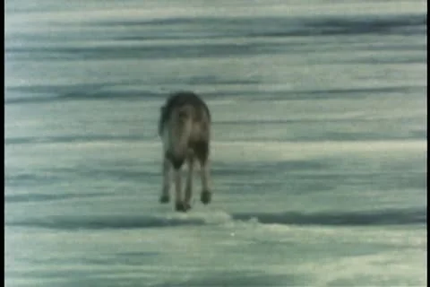 Wolf playing on ice in Alaska 스톡 동영상 11356537