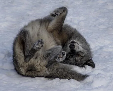 Wolf playing in the snow while rolling on its back in a winter landscape du.. Stock Photos