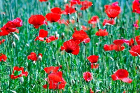 Wolf poppy flowers in the field Stock Photos