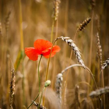 Wolf poppy in wheat 库存照片