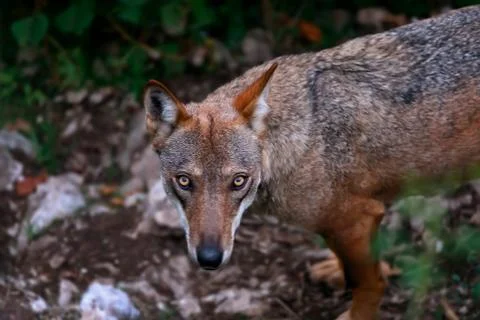 Wolf portrait in the foreground. Stock Photos
