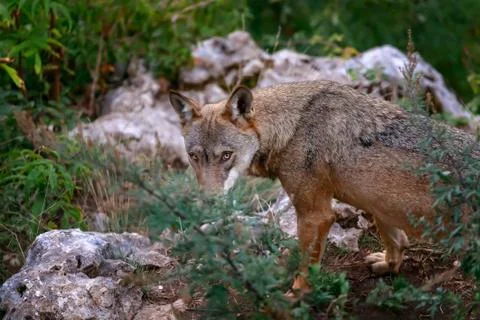 Wolf portrait in the foreground Stock Photos