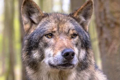 Wolf portrait in forest Foto stock