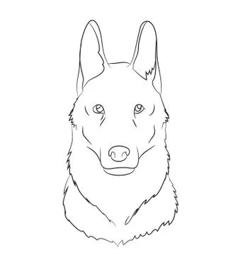 Wolf portrait, lines, vector Stock-Illustration