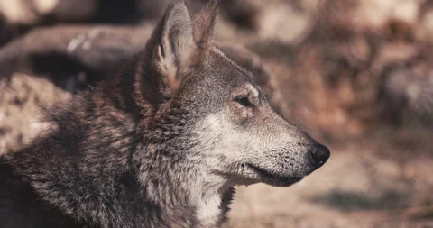 Wolf predator outdoor in wolf pack life habitat,wildlife animal (Canis lupus Stock Footage 317397429