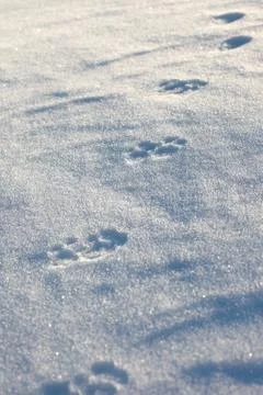 The wolf prints in the snow plain Stock Photos