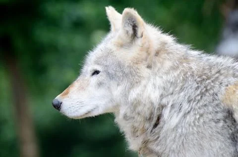 Wolf profile Stock Photos