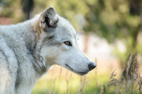 Wolf profile Stock Photos
