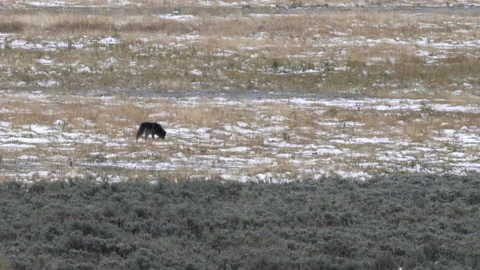 Wolf pup explores a meadow with early season snow at yellowstone Stock Footage 130623148