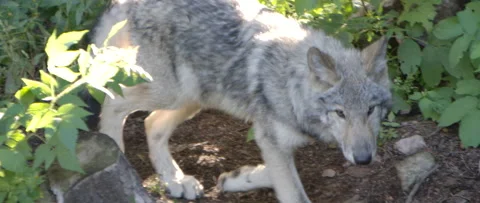 Wolf pup walking through the brush in a forest Stock Footage 168329268