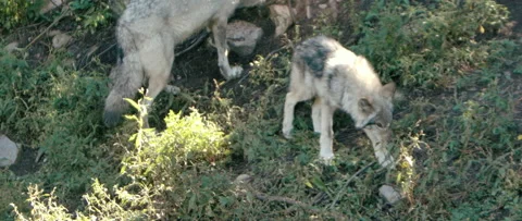 Wolf puppy walking through forest Stock Footage 168329350