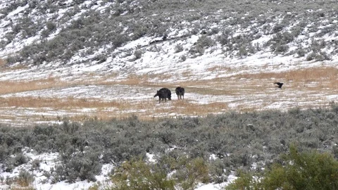 Wolf pups feeding at yellowstone Stock Footage 123339259
