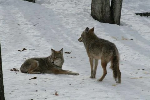 Wolf in Quebec. Canada, north America. Stock Photos