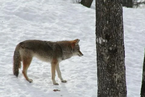 Wolf in Quebec. Canada, north America. Stock-Fotos