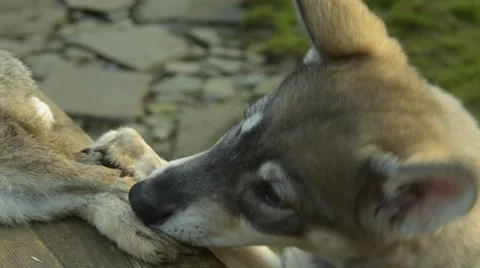 Wolf Rabbit Steal Video stock 46943256