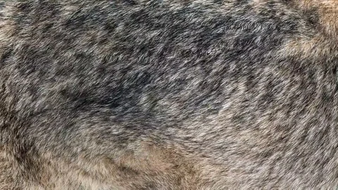 Wolf real fur blowing on the wind. Close up macro shot of animal hair in slow Stock Footage 101866072