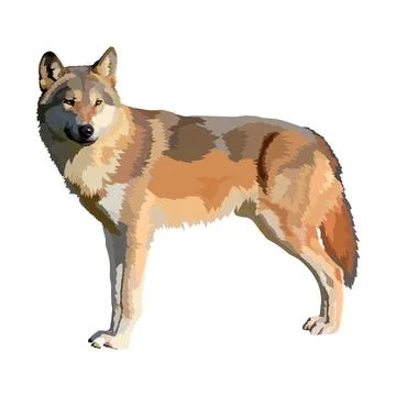 Wolf realistic icon vector illustration. Wild animal. Stock Illustration