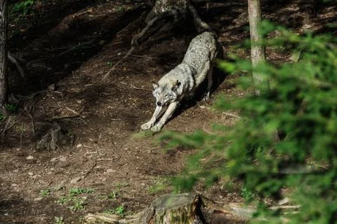 Wolf in a relaxed position, in the forest background. Close to wolf resting i Stock Photos