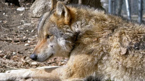 Wolf resting and licking its fur slow motion Stock Footage 96113012