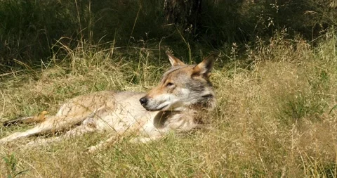 Wolf resting Stock Footage 172541115