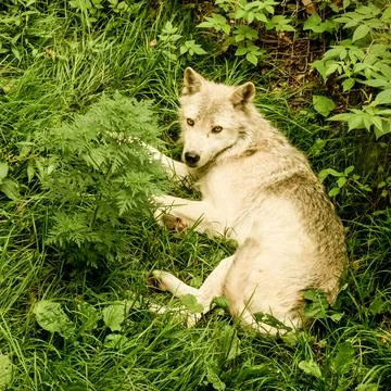 Wolf resting on green grass surrounded by lush foliage in a tranquil forest.. 스톡 사진