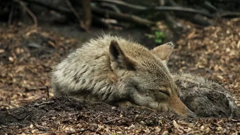 A wolf resting peacefully on the forest floor Vídeo Stock 343130933