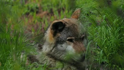 Wolf resting in tall grass during a serene afternoon in the wild Stock Footage 295991993