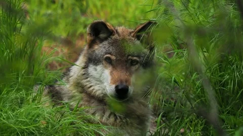 Wolf resting in tall grass during a serene afternoon in the wild slow motion Stock Footage 295992103