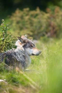 Wolf rests in the grass Stock Photos