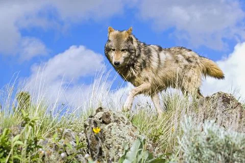 Wolf On Ridge Foto stock