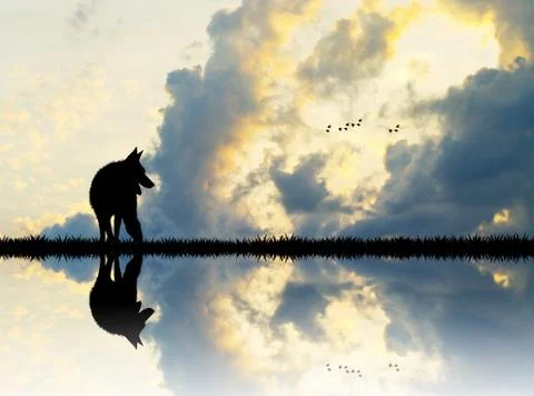 Wolf on river at sunset Stock Photos