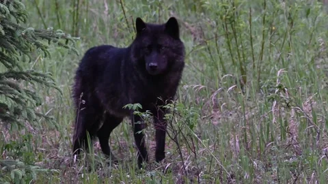 Wolf - Robson, Black, CU, EC, FF, LA, LF, spring, WTF, pan, ef Видео 151295574