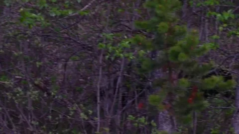 Wolf - Robson, Black, MC, wtf, pan, spring, pe, forest Stock Footage 151295578